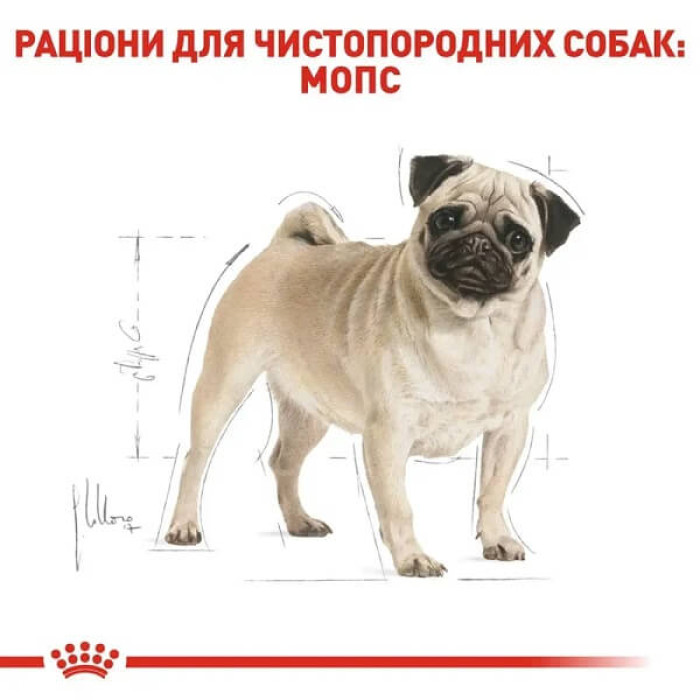 Dry dog ​​food Royal Canin Pug Adult